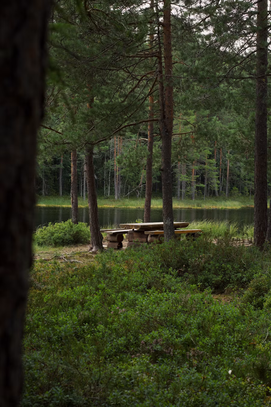 Un tavolo di legno con panche tra gli alberi del bosco, vicino all’acqua